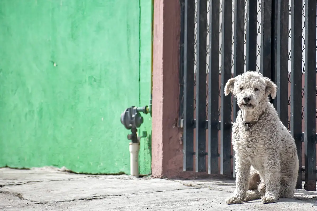 En estos lugares de Puebla puedes donar alimento para los animales de Acapulco