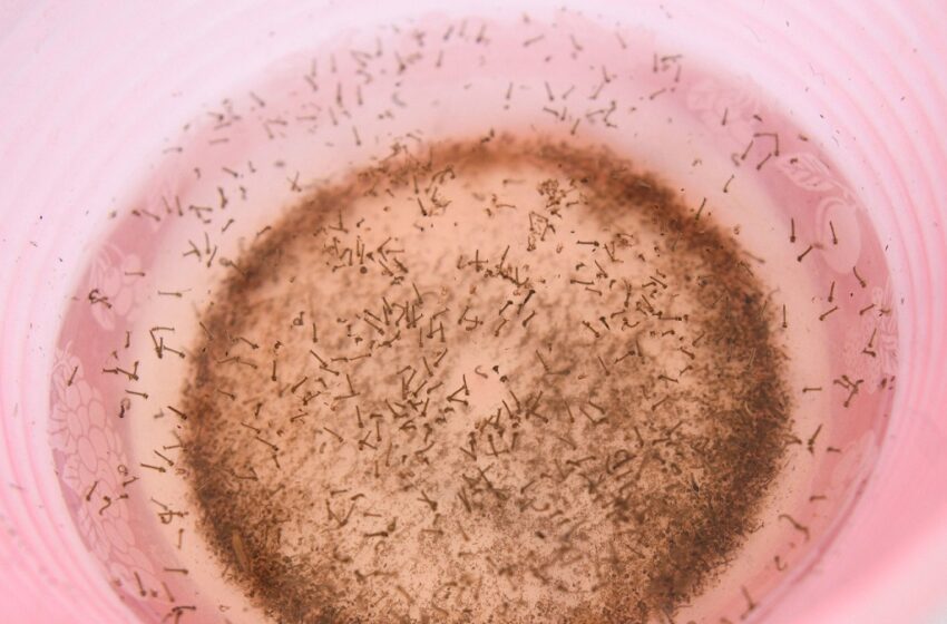  En últimas 24 horas, Puebla registra 29 personas hospitalizadas por dengue: Salud