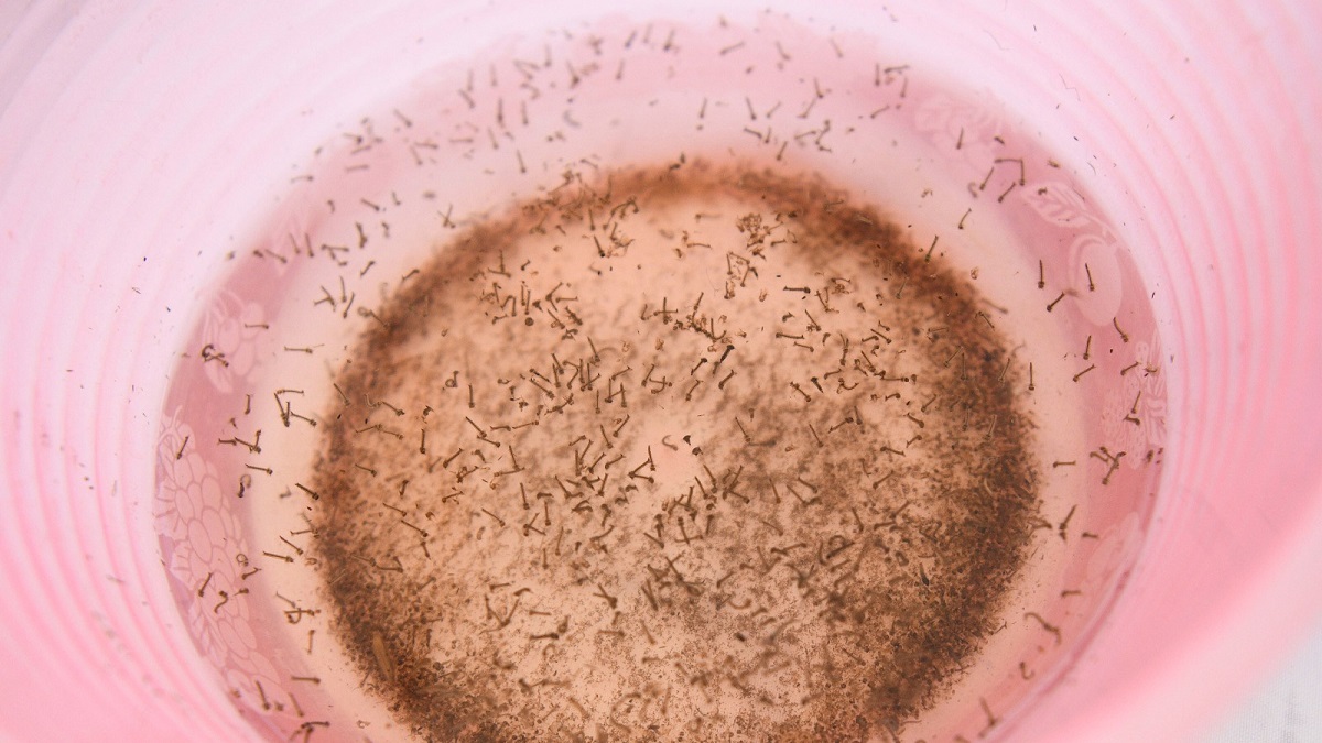 En últimas 24 horas, Puebla registra 29 personas hospitalizadas por dengue: Salud
