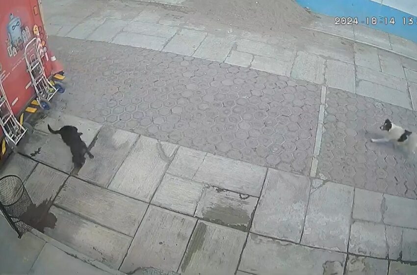  Refresquera se responsabilizará tras atropellar a una perrita en Huamantla