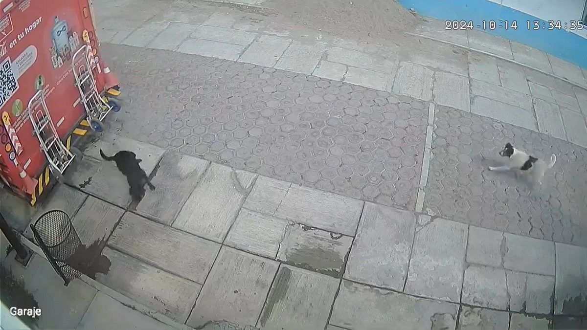 Refresquera se responsabilizará tras atropellar a una perrita en Huamantla