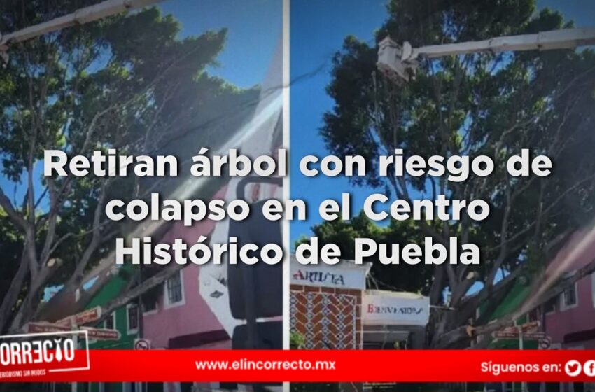  Retiran árbol con riesgo de colapso en el Centro Histórico de Puebla