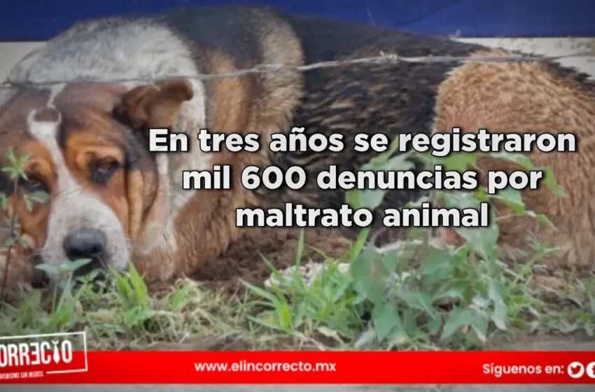  En tres años se registraron mil 600 denuncias por maltrato animal en la capital