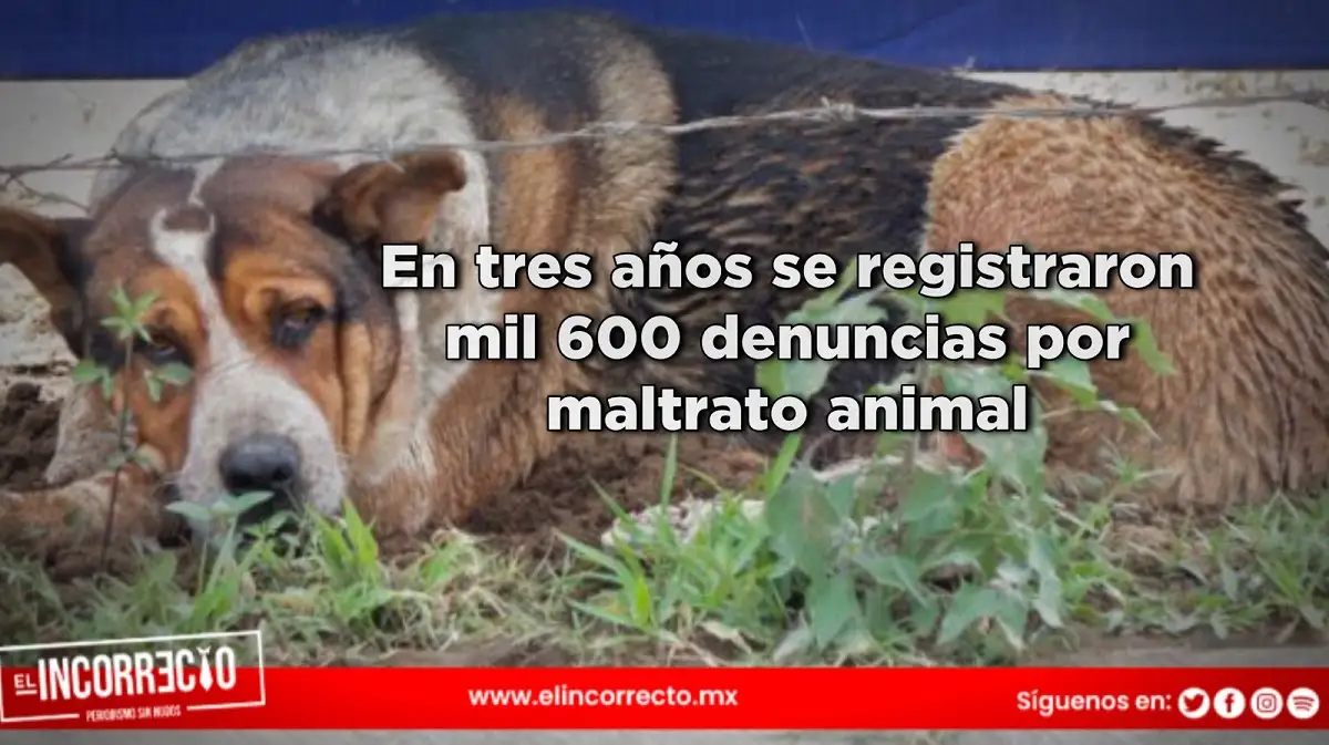 En tres años se registraron mil 600 denuncias por maltrato animal en la capital
