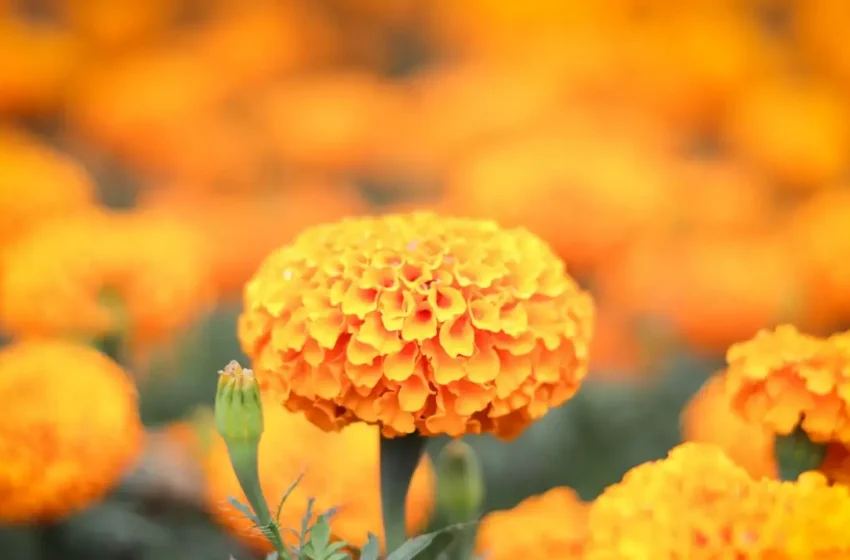  ¿Cuándo empieza la venta de flor de cempasúchil en Atlixco?