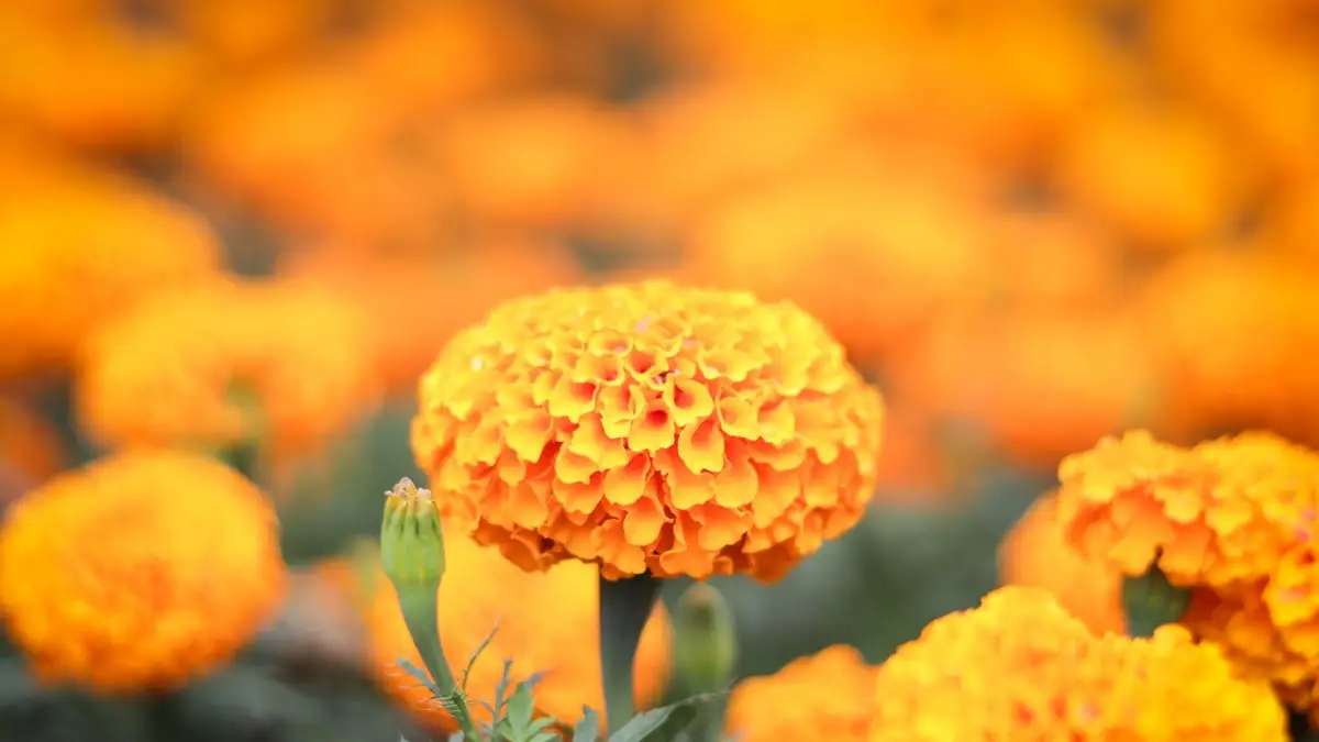 flor de cempasúchil
