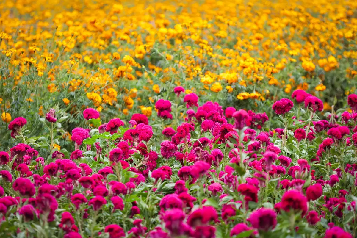 cuándo empieza la venta de flor de cempasúchil