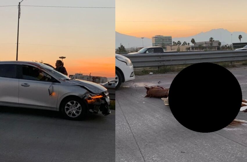  ¡Tragedia en el Periférico Ecológico! Un caballo muere tras ser embestido por un automóvil