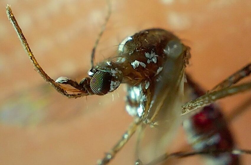  Acumula Puebla 4 mil 206 contagios por dengue en lo que va de 2024