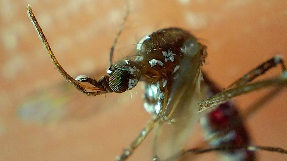 Acumula Puebla 4 mil 206 contagios por dengue en lo que va de 2024