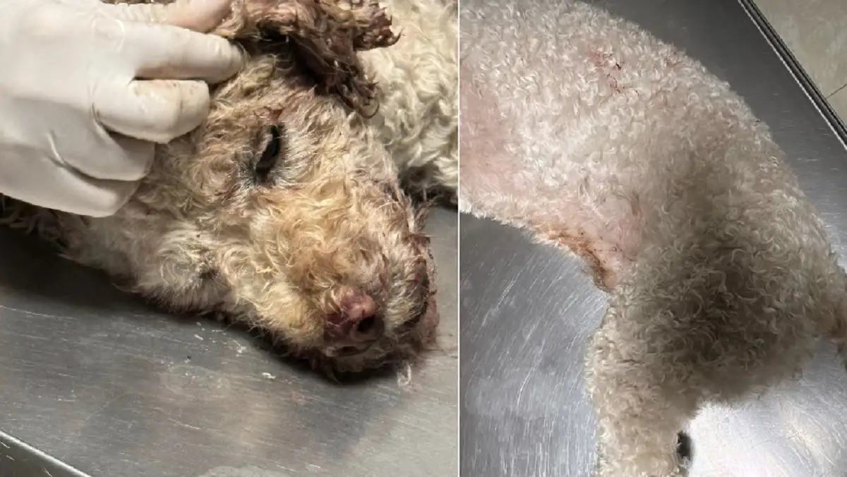 ¡Ayuda! Buscan a dueño de lomito que fue atropellado en Las Torres