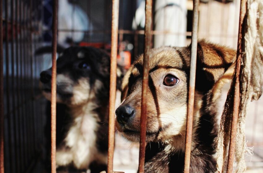  Condena Medio Ambiente violencia contra un perro en Ahuacatlán