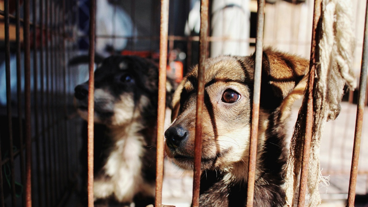 Condena Medio Ambiente violencia contra un perro en Ahuacatlán
