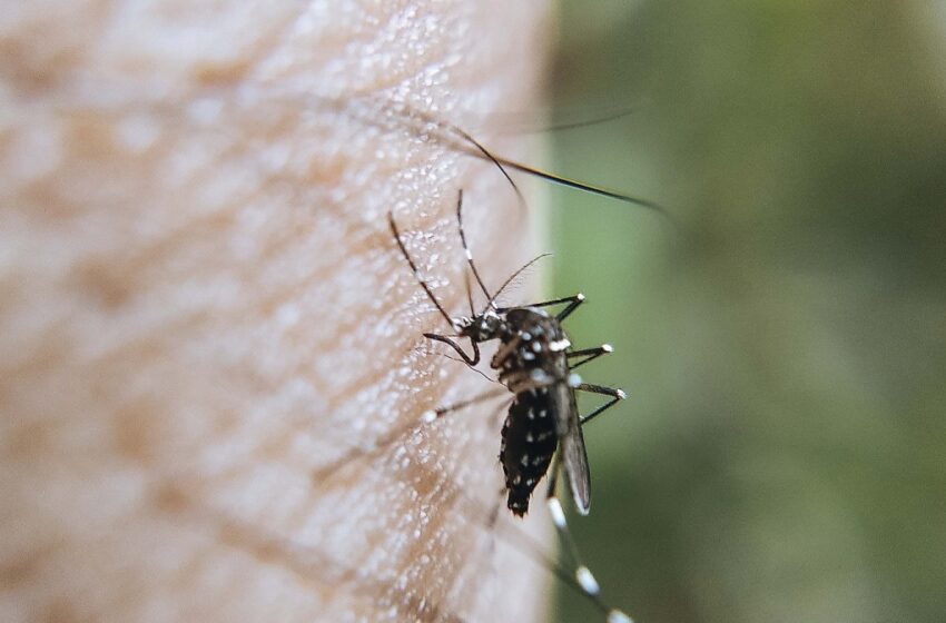  De enero a la fecha, 80 municipios de Puebla registraron dengue: Salud
