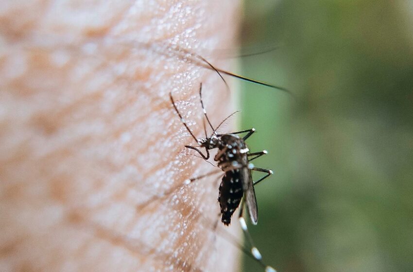 Reporta Salud 29 nuevos contagios por dengue en Puebla