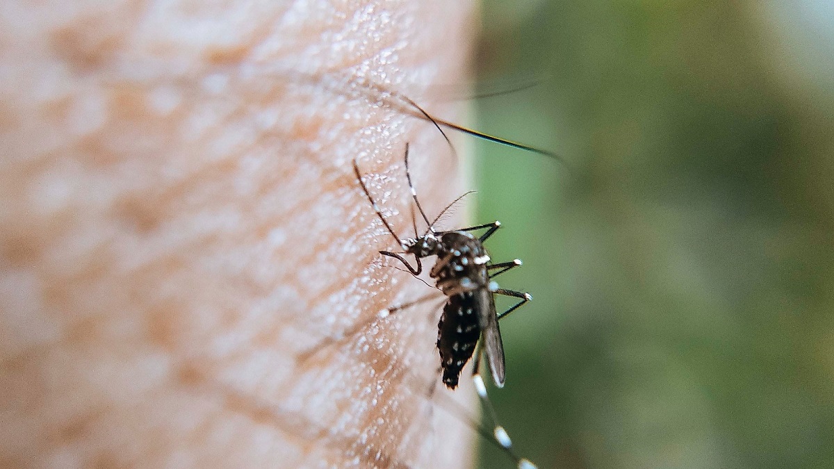 Reporta Salud 29 nuevos contagios por dengue en Puebla