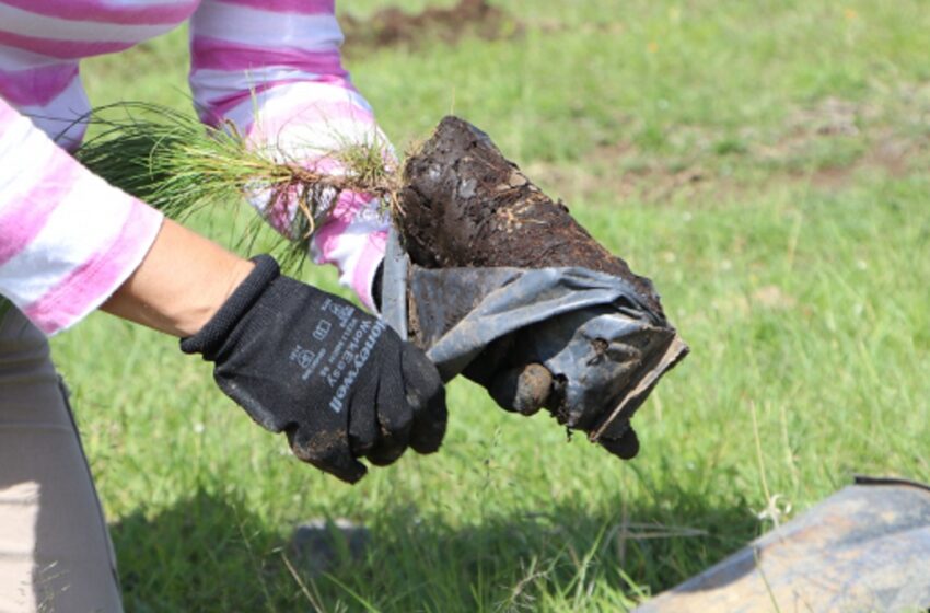  Suman 113 municipios beneficiados con plan de reforestación del gobierno estatal