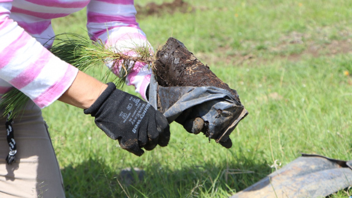 Suman 113 municipios beneficiados con plan de reforestación del gobierno estatal