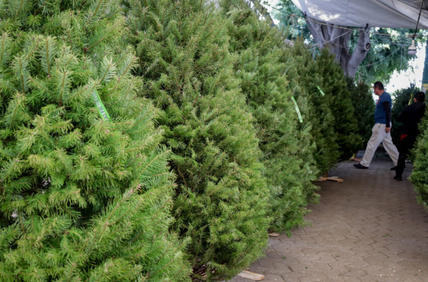  Dónde comprar las luces y el árbol de Navidad más baratos en Puebla