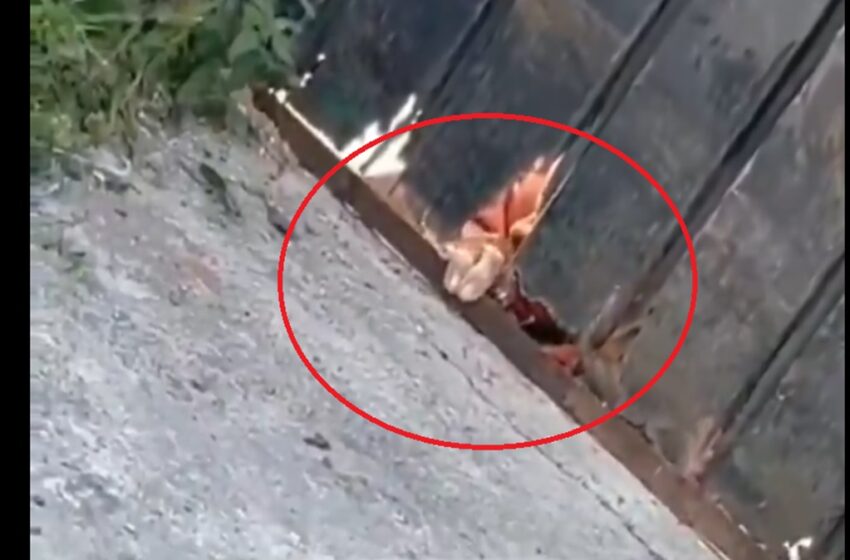  ¡Indignante! Abuelita pide ayuda desde el suelo en Mayorazgo VIDEO