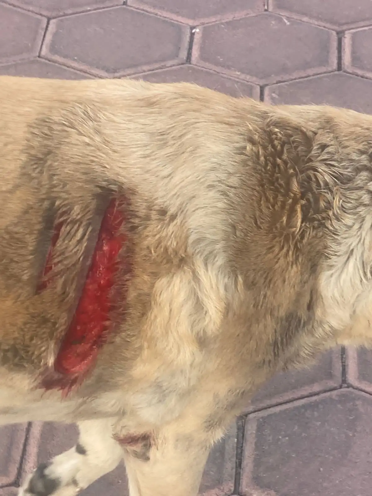Perrita fue macheteada en el mercado de Cuautlancingo