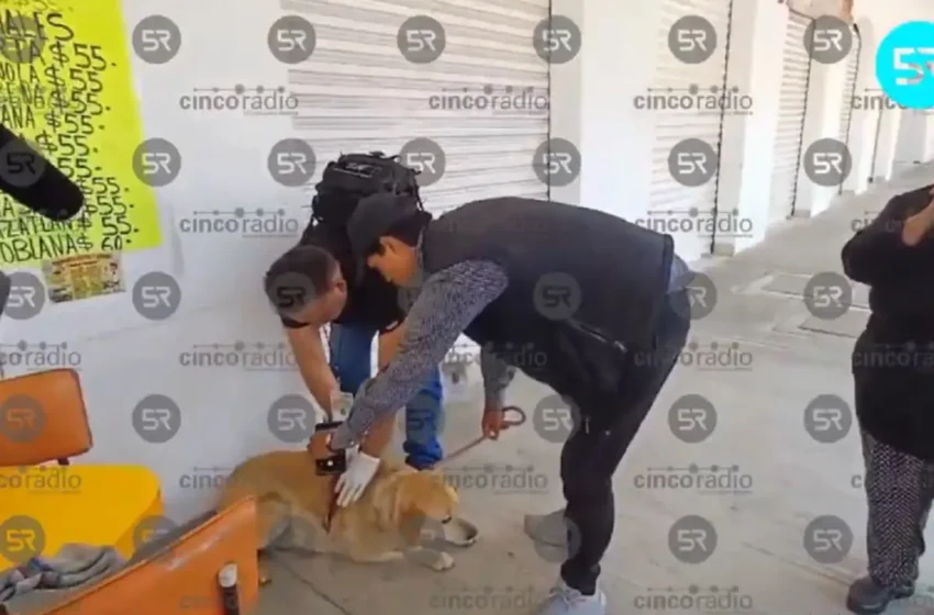  Machetean a una perrita en el mercado de Cuautlancingo