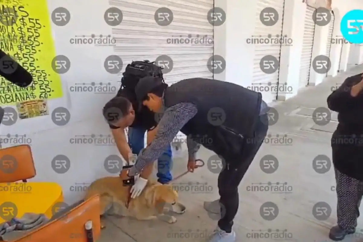 Perrita fue macheteada en el mercado de Cuautlancingo