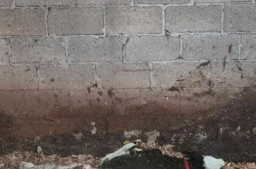  Vecinos de Sanctórum denuncian que un vecino arroja cadáveres de animales a un arroyo