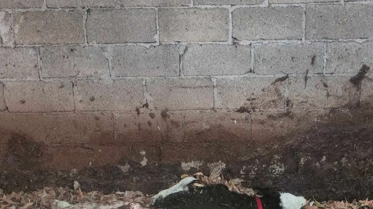 Vecinos de Sanctórum denuncian que un vecino arroja cadáveres de animales a un arroyo