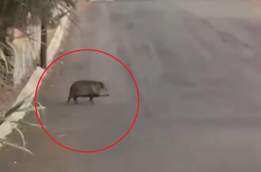  Captan a Jabalí Bebé Paseando por Harás del Bosque en Puebla