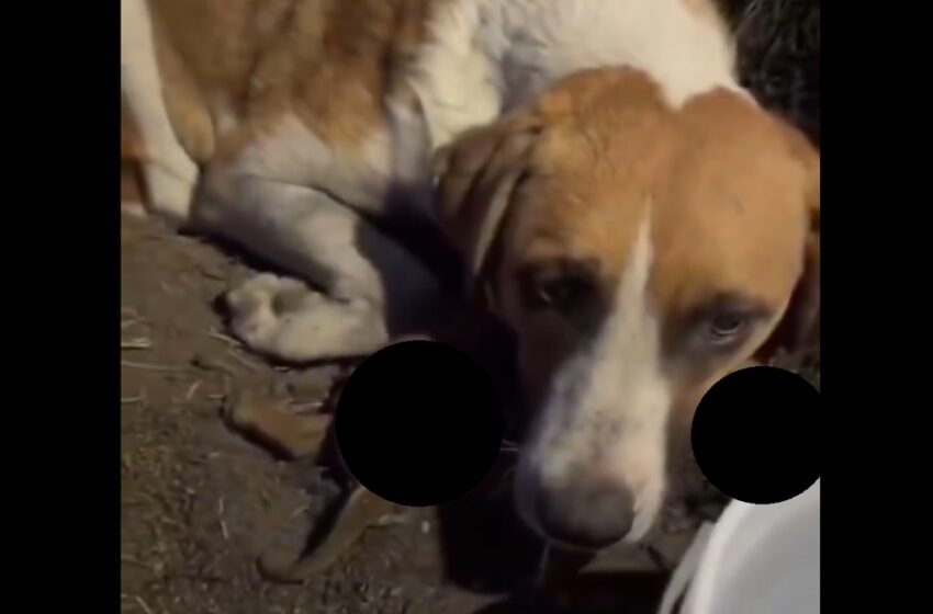  Terror en San Pedro Cholula: Queman vivos a seis perritos y conmocionan a México