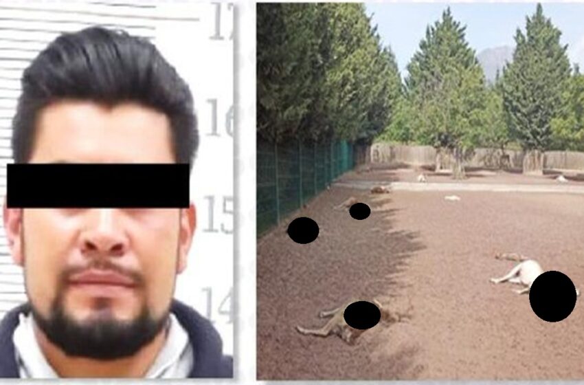  Seis Años de Prisión para Ricardo N. por Muerte de Venados en Ciudad Serdán, Puebla