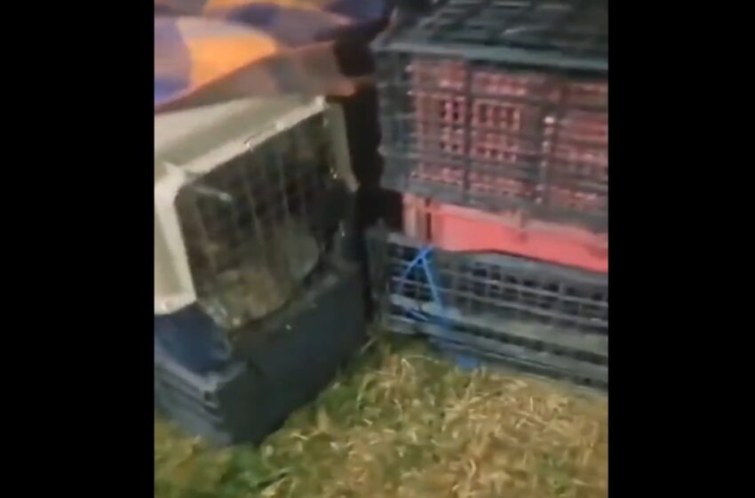  ¡Horror en Amozoc! Rescatan a 60 gatos en condiciones deplorables.