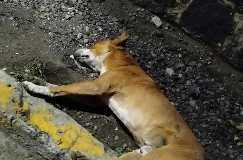  Envenenan a cinco perros callejeros en Atlixco