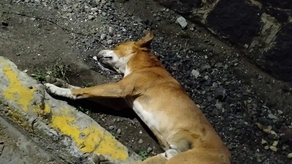 Envenenan a cinco perros callejeros en Atlixco
