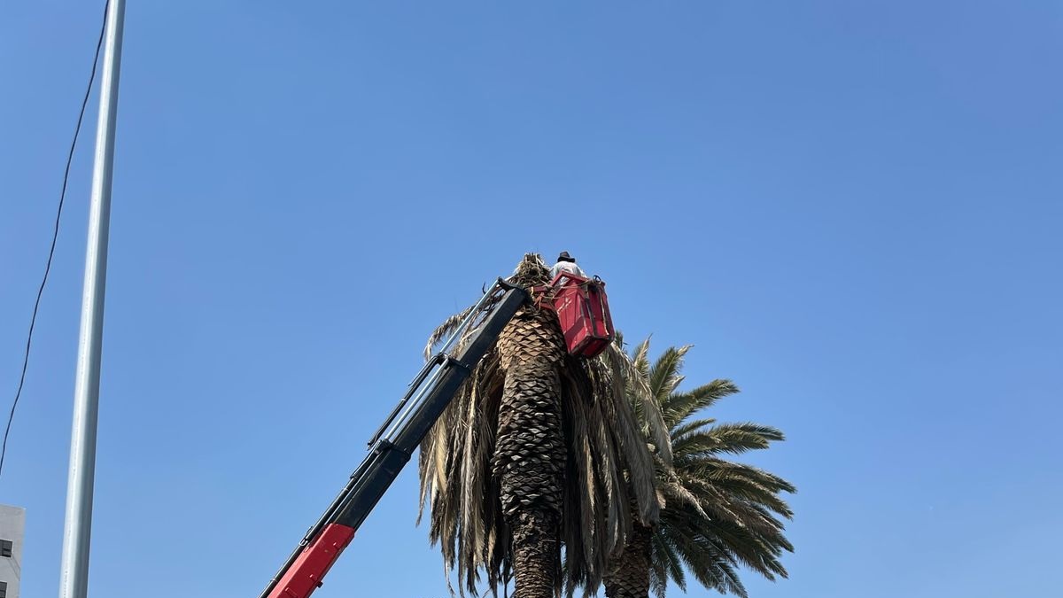 Gobierno de la Ciudad realiza intervenciones en palmeras en la Colonia La Paz y Avenida Juárez