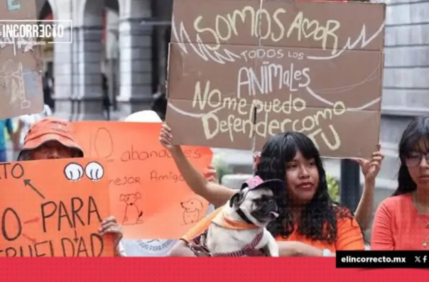  Proponen en Puebla crear SEMEFO veterinario para investigar maltrato animal