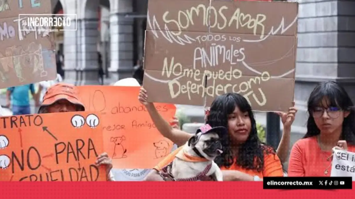Proponen en Puebla crear SEMEFO veterinario para investigar maltrato animal