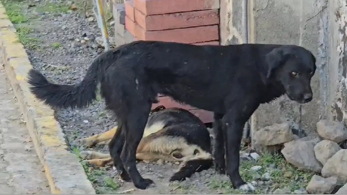 Envenenan a cinco perros callejeros en Atlixco