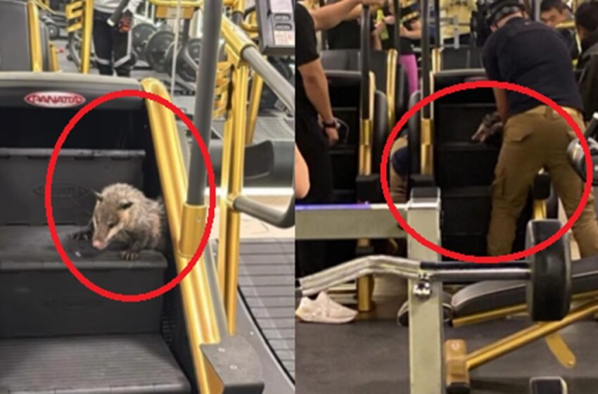  Rescate de Tlacuache Atrapado en Gimnasio de La Recta y Periférico: se encuentra fuera de peligro