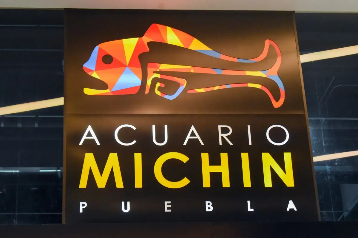 ¿Aún no tienes plan para el 14 de febrero Lánzate a una cena romántica en el Acuario Michin