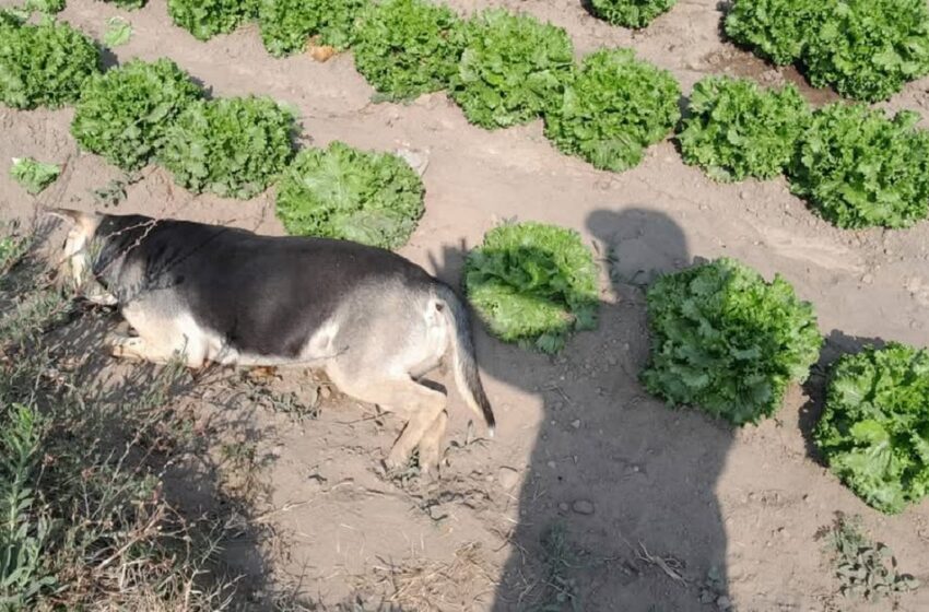  Denuncian envenamiento masivo de perros en Texmelucan