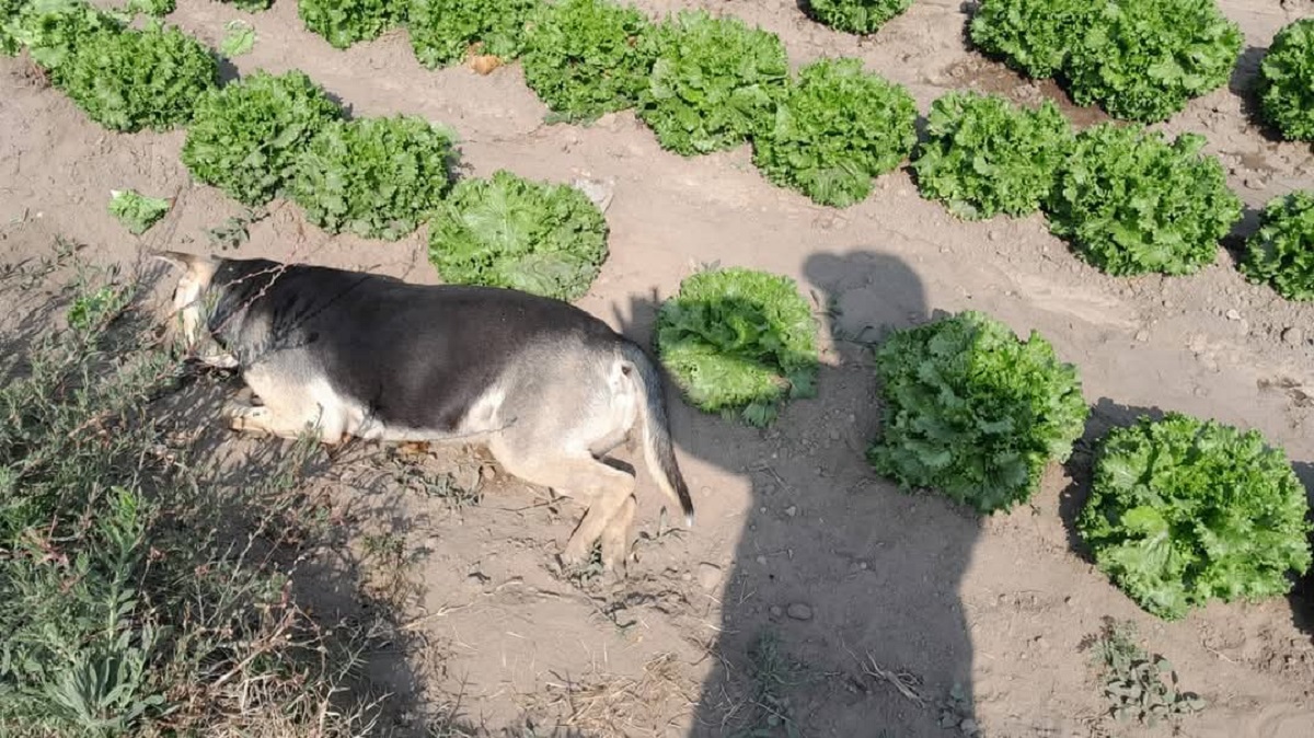 Denuncian envenamiento masivo de perros en Texmelucan