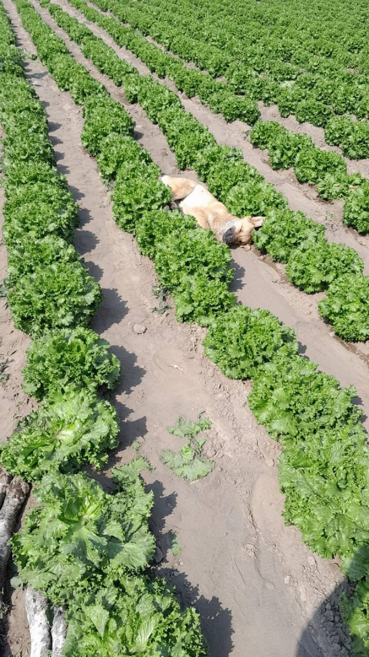 Denuncian envenamiento masivo de perros en Texmelucan