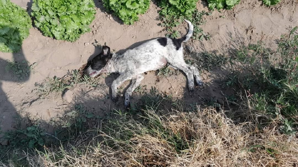 Denuncian envenamiento masivo de perros en Texmelucan
