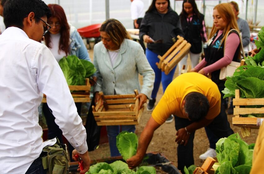  Dona Secretaría de Bienestar municipal lechugas cultivadas en huerto urbano rehabilitado