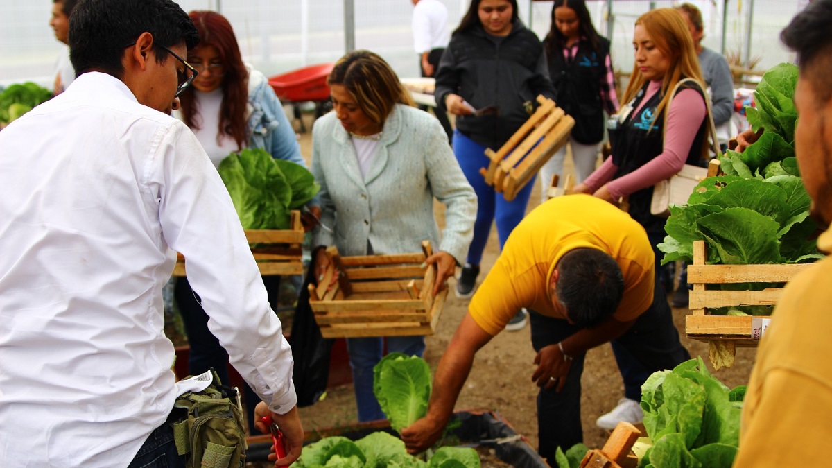 Dona Secretaría de Bienestar municipal lechugas cultivadas en huerto urbano rehabilitado