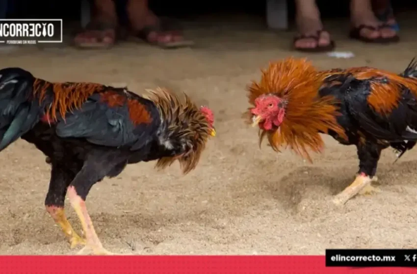  Palenque de Puebla 2025 sin peleas de gallos: habrá música emergente