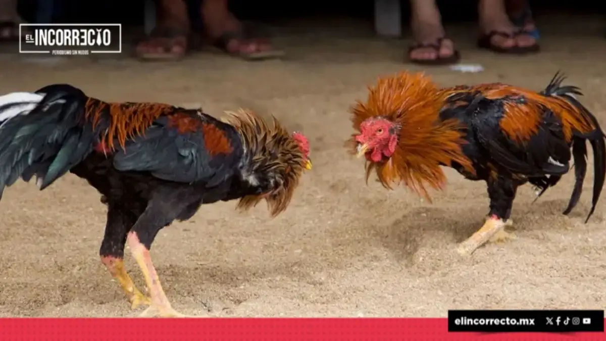 Palenque de Puebla 2025 sin peleas de gallos: habrá música emergente