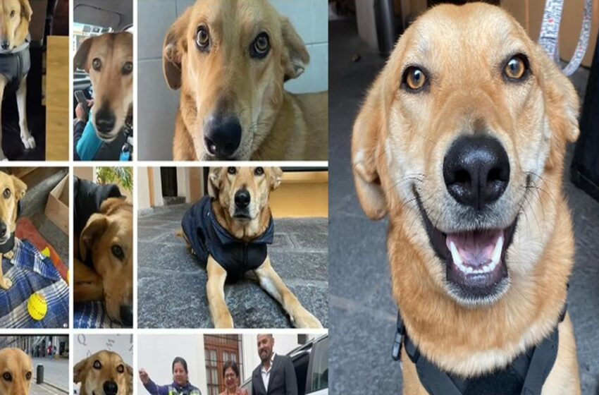  Alumnos en paro de Filosofía BUAP expulsan al Perrito Carolino y lo dejan sin hogar
